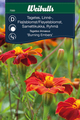 Tagetes, høy 'Burning Embers'